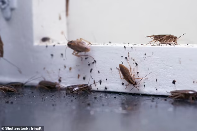 Why A Grim Cockroach Explosion Could Last Months As Australian Homes Are Inundated With 